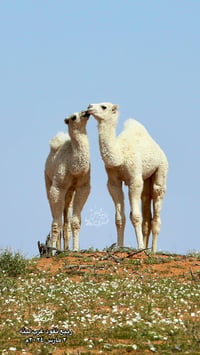 عطف الحيران - صورة 2