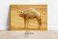 حنان الحيران - صورة 3