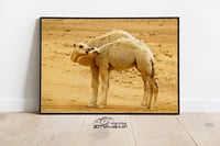 حنان الحيران - صورة 1