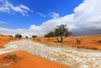 شعيب الاعصل (السعر حسب اختيارك للمتر) - صورة 2