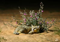 القط الرملي  - صورة 2