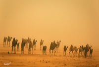 الابل - صورة 2