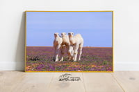 الحيران - صورة 3