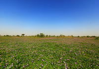 التنهات - صورة 2