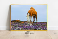 خزامى مشذوبه - صورة 2