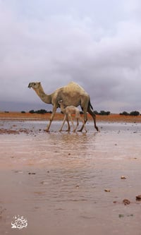 سيل وجمل  (السعر حسب اختيارك للمتر) - صورة 2
