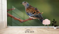 طائر القميري (السعر حسب اختيارك للمتر ) - صورة 1