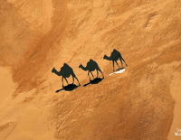 ظل الجمال - صورة 2