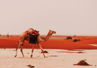 ابل وسيل - صورة 2