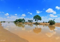 شعيب الشوكي (السعر حسب اختيارك للمتر) - صورة 2