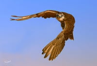 صقر - صورة 2