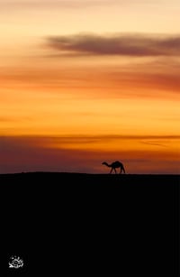 غروب وابل  (السعر حسب اختيارك للمتر) - صورة 2
