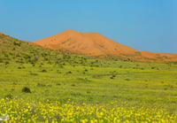 ازهار الدهناء - صورة 2