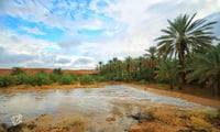 الوسيعه تمير (السعر حسب اختيارك للمتر) - صورة 2