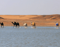 الابل بالصمان - صورة 2