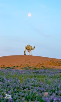 قمراء وخزامى  (السعر حسب اختيارك للمتر) - صورة 2