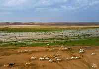 المزيرعه المجمعه  (السعر حسب اختيارك للمتر) - صورة 2