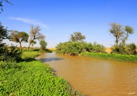 شعيب الشوكي (السعر حسب اختيارك للمتر ) - صورة 2