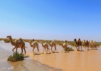 الابل والسيل - صورة 2
