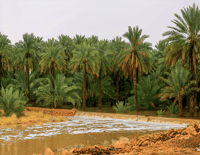 الوسيعة بتمير - صورة 2