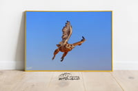 الصقر - صورة 3