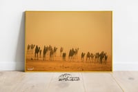 الابل - صورة 3