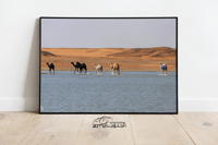 الابل والسيل بالصمان - صورة 1