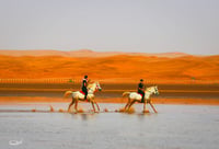 خيل وسيل - صورة 2