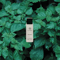 Patchouli Scentique - Image 1