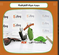 دورة حياة الفراشة - صورة 1