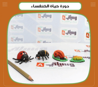 دورة حياة الخنفساء - صورة 1