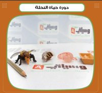 دورة حياة النحلة - صورة 1