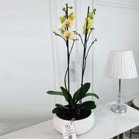Phalaenopsis Plant No.16793 - Image 1