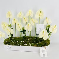 15433 - صورة 3