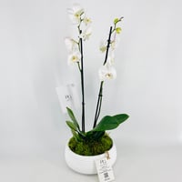 فازة نبات الاوركيد رقم.15338 - صورة 2