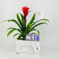 12434 - Image 2