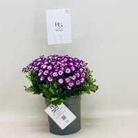 7951 - Image 1