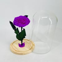 11231 - صورة 2