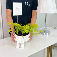 Golden duranta Plant No.16908 - Image 2