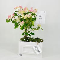 12456 - Image 3