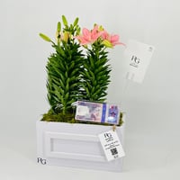 12801 - صورة 2