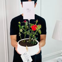 Rosa Plant No.16711 - Image 2