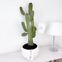 Cactus Plant No.17932 - Image 1