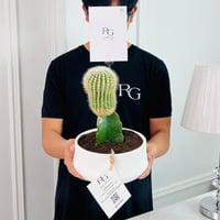 Cactus Plant No.16723 - Image 2