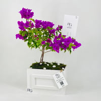 12453 - Image 2
