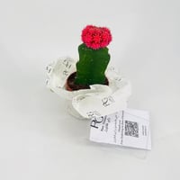 نبات الصبار رقم.9683-551 - صورة 1