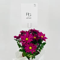 chrysanthemum purple No.9550 - Image 4