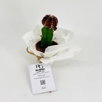 Gymnocalycium No.9609-551 - صورة 3