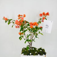 12457 - Image 4