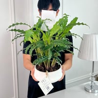 Calathea mix Plant potsize 12cm, height 40cm No.16763 - Image 2